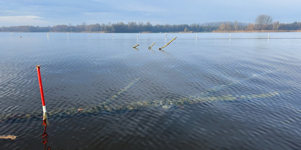 Onderwaterbossen in Veluwerandmeer Nuldernauw